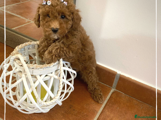 Caniche Enano perros Camada de Caniche tamaño Enano en Madrid - Anuncio 25
