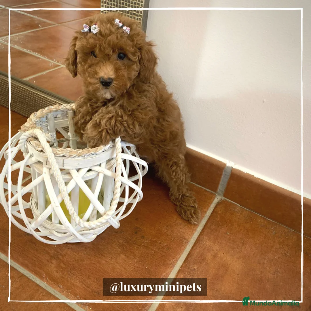Caniche Enano perros en venta: Camada de Caniche tamaño Enano en Madrid - Anuncio 1