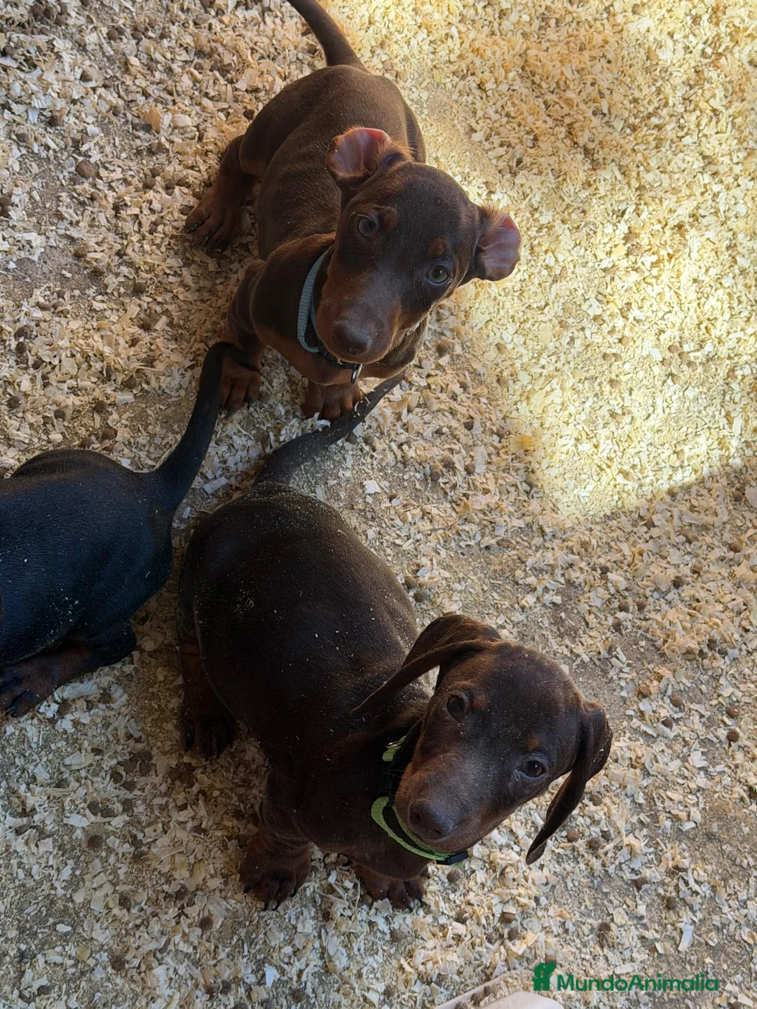 Teckel Miniatura perros en venta: Teckel mini  - Anuncio 2