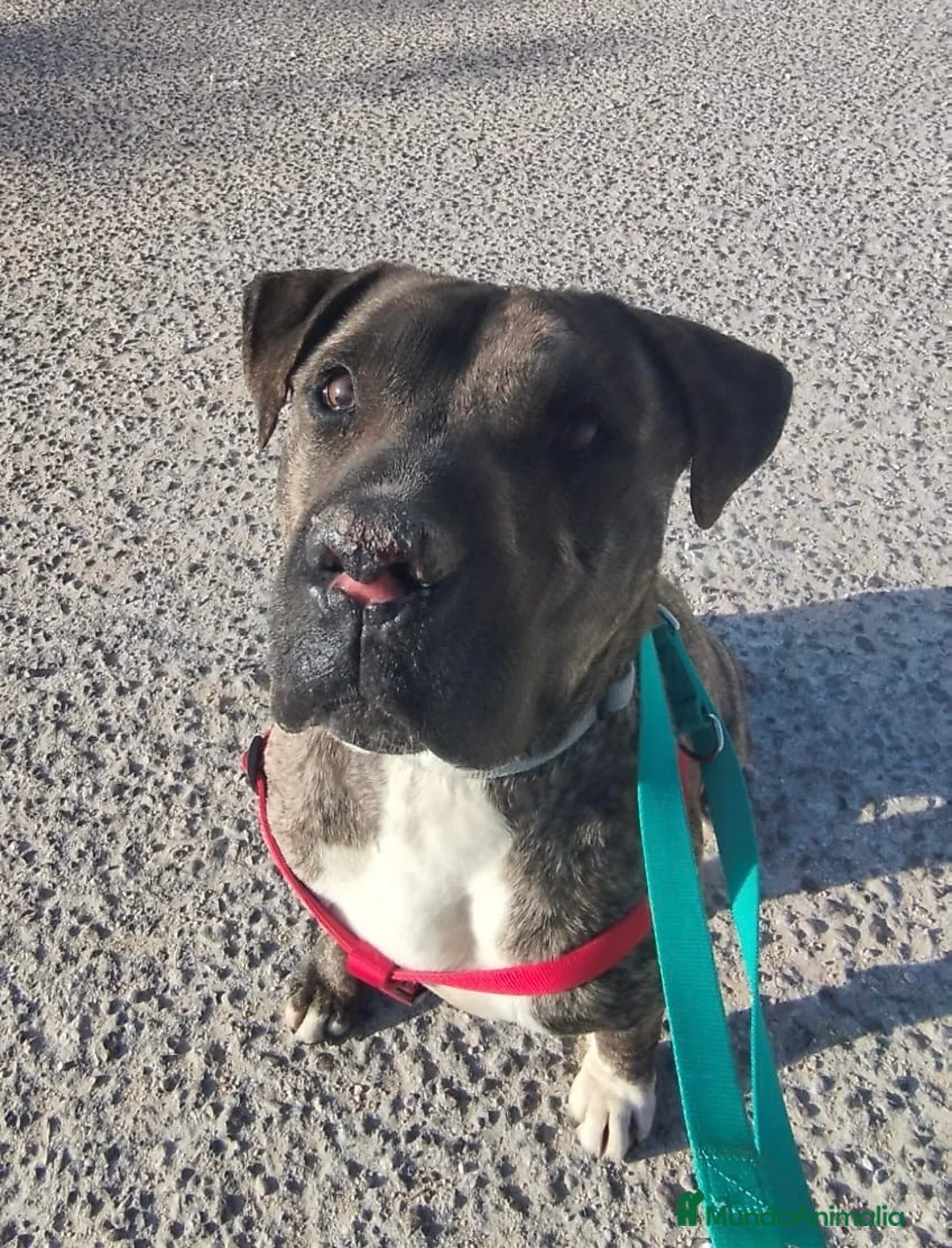 American Staffordshire-Terrier perros en adopcion: IZAN ❤️ en Adopción  - Anuncio 1