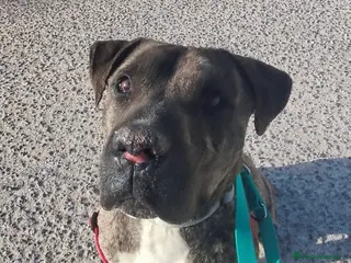 American Staffordshire-Terrier perros IZAN ❤️ en Adopción - Anuncio 1