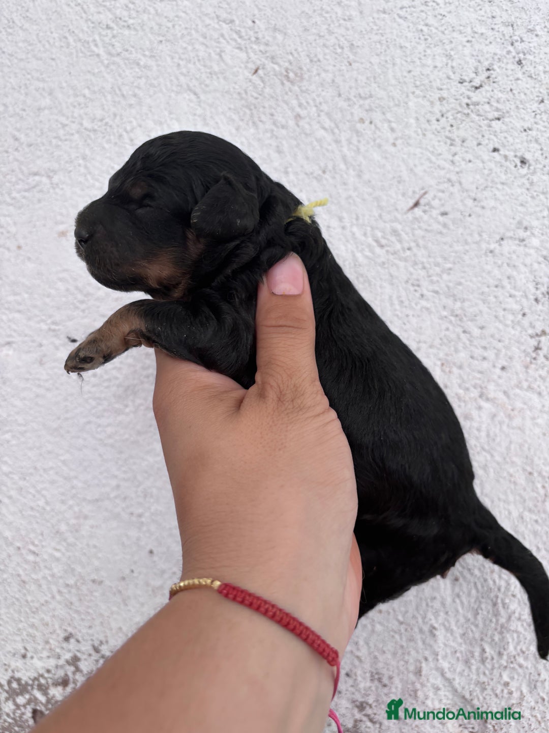 Caniche Enano perros en venta: Caniche enano pequeño  - Imagen 7