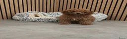 Caniche Toy perros en venta: Caniche Toy Apricot 🐩♂️ - Anuncio 5