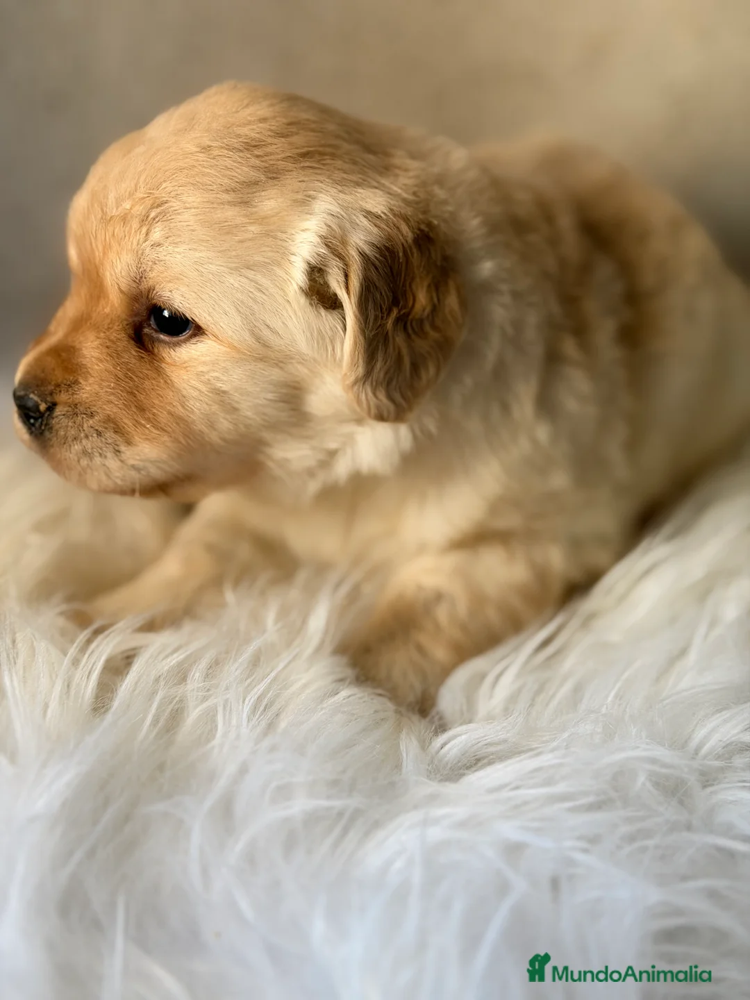 Labrador Retriever perros en venta: Labrador Fluffy  - Anuncio 2