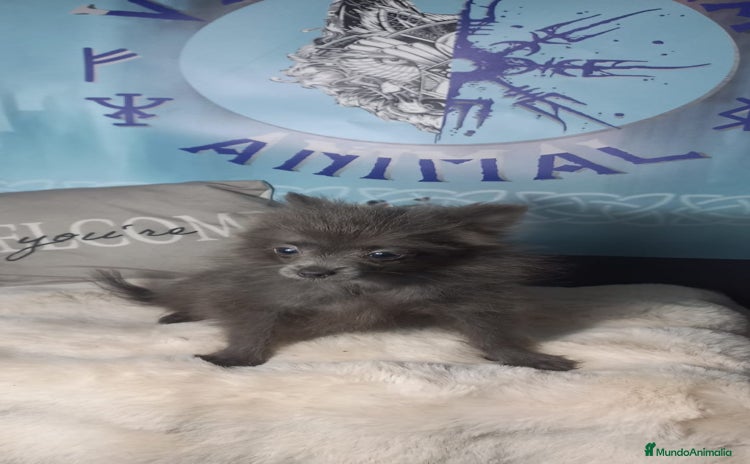 Pomchi perros - Anuncio 1