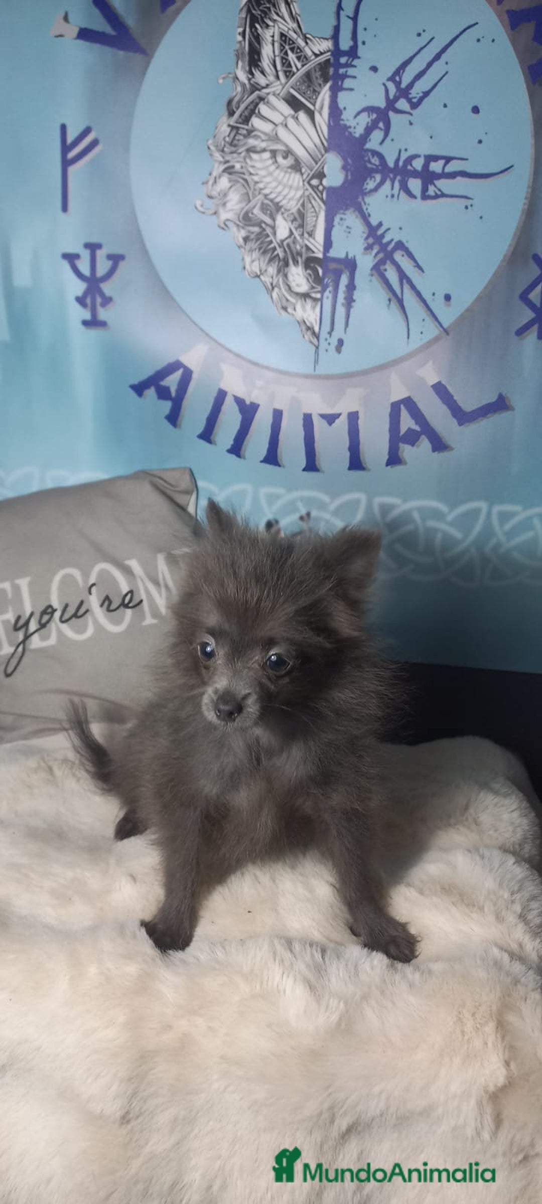 Pomchi perros en venta: Hembra super toy de pomchi color azul - Imagen 2