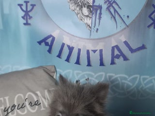 Pomchi perros - Anuncio 1