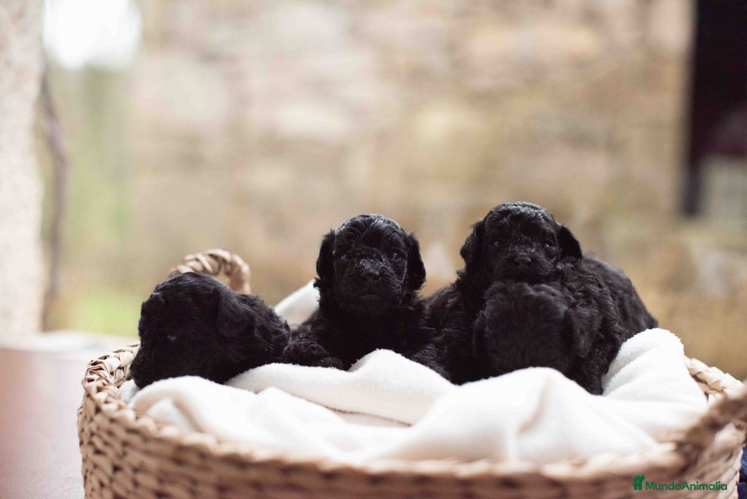 Caniche Toy perros en venta: Caniche toy negros - Anuncio 1