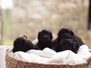 Caniche Toy perros Caniche toy negros - Anuncio 1