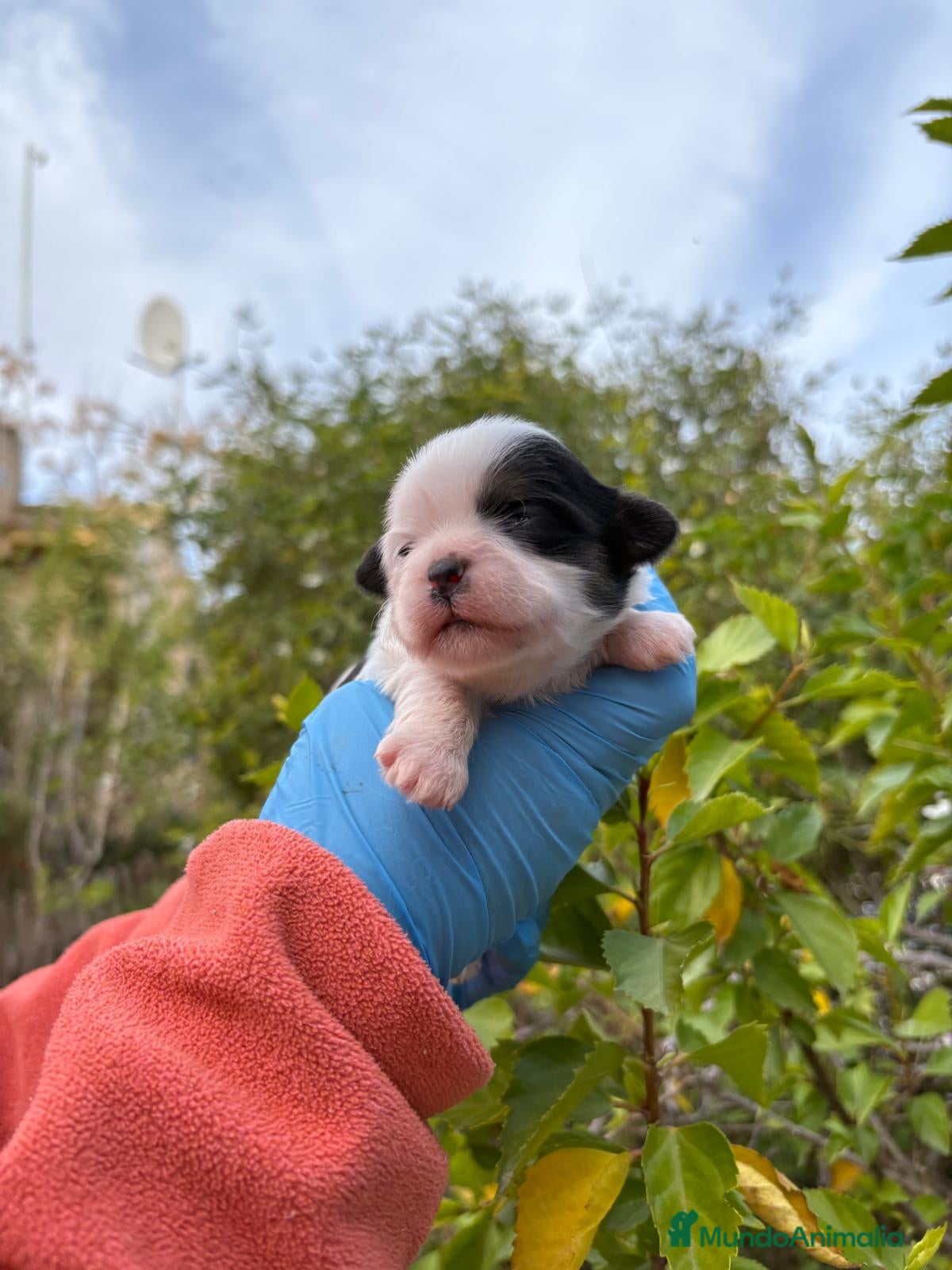 Raza Mixta perros Mal Shi - Anuncio 2