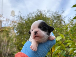 Raza Mixta perros Mal Shi - Anuncio 2