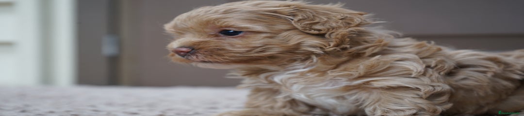 YUKI