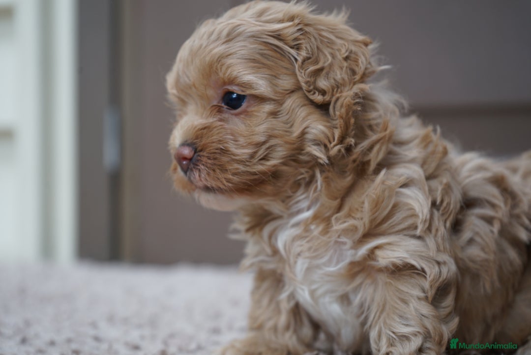 Maltipoo perros en venta: 🌸 PEQUEÑAS MALTIPOO, MUFFIN, YUKI, MOCHILA 🌸 - Imagen 2