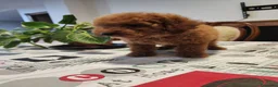 Caniche Toy perros en venta: Caniche toy hembrita pre io real - Anuncio 11