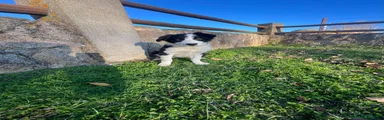 Border Collie Cachorro 1