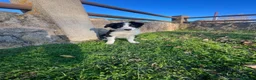 Border Collie perros en venta: Border Collie Puro - Anuncio 2