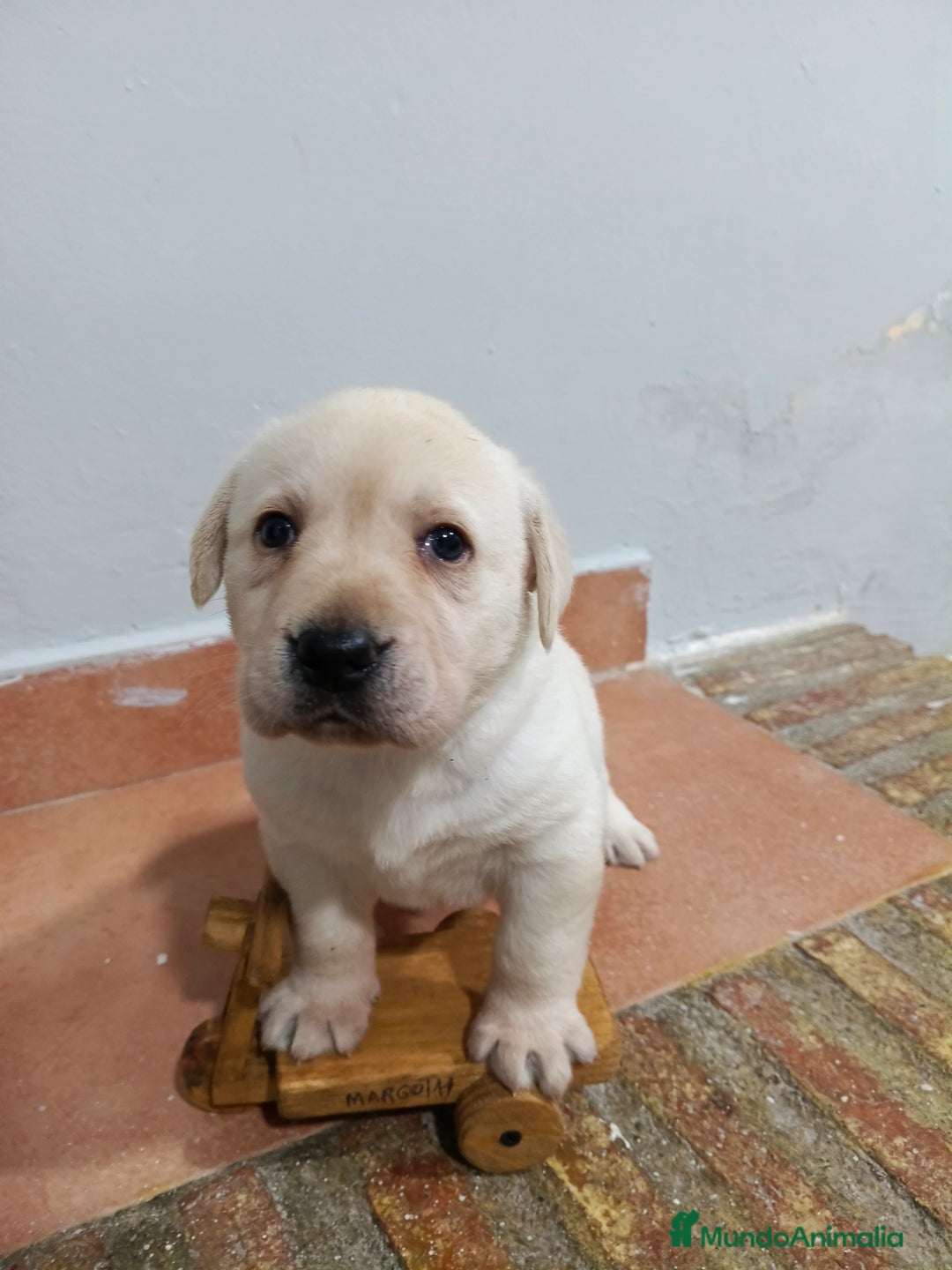 Labrador Retriever perros en venta: Labrador retriever dorado disponible  - Anuncio 4