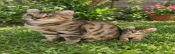 Bengalí gatos en venta: Bengalí serafín - Anuncio 1