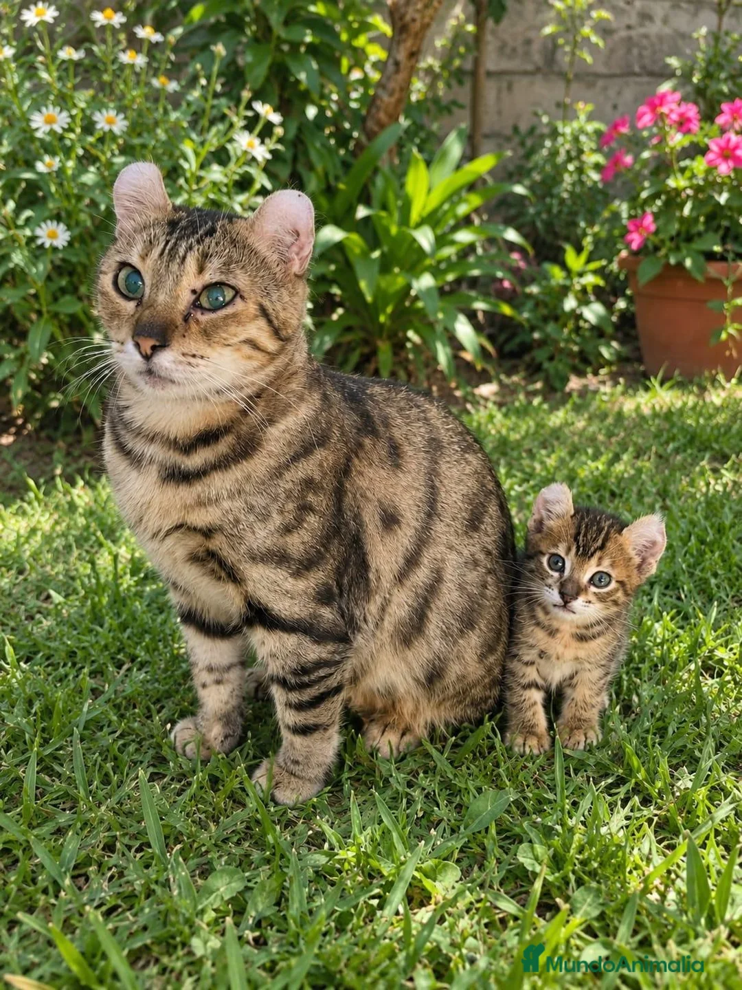 Bengalí gatos en venta: Bengalí serafín - Anuncio 1