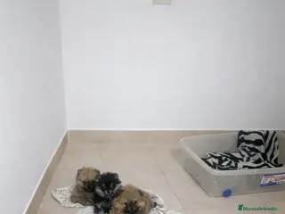 Pomerania perros “Pomerania Mini Peluche – Últimos 2” - Anuncio 9