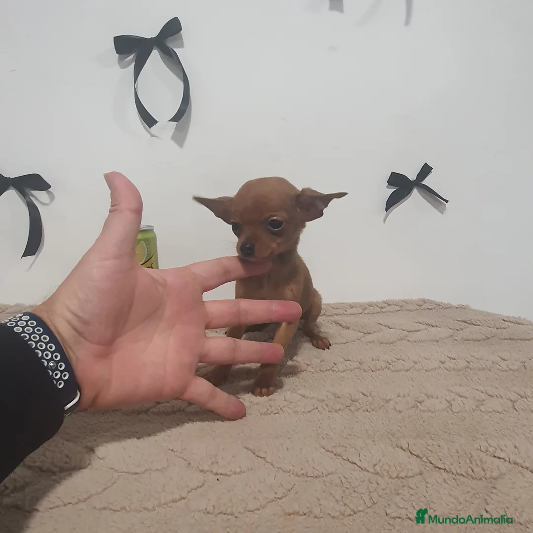 Chihuahua perros en venta: Chihuahua miniatura  - Anuncio 4