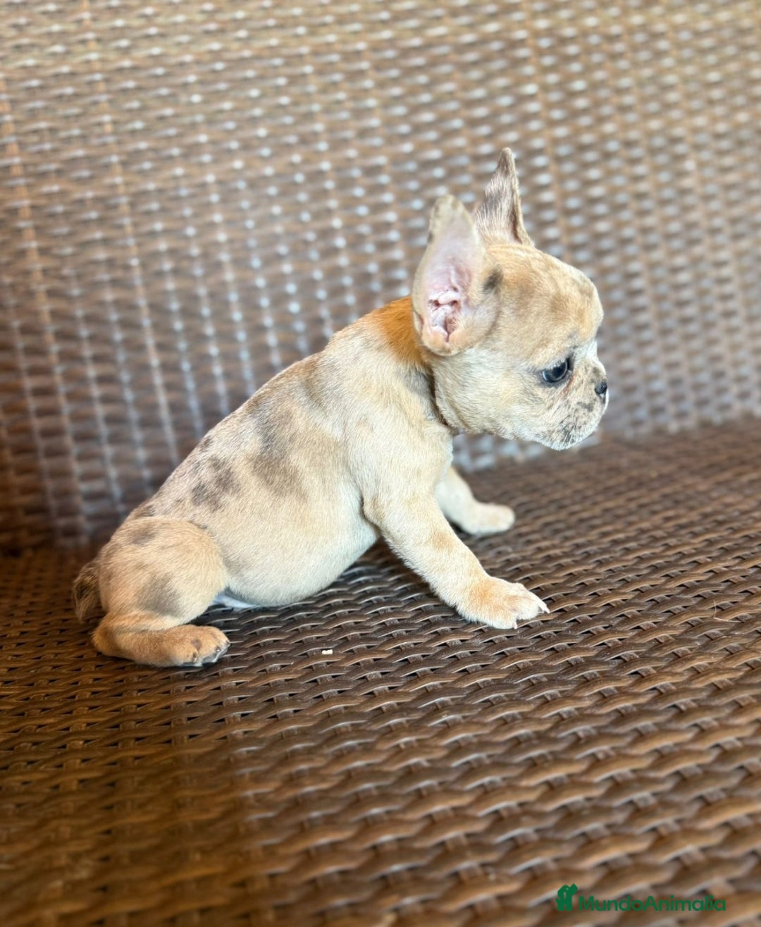 Bulldog Francés perros en venta: Lindos bulldog francés con ojitos de color - Imagen 5