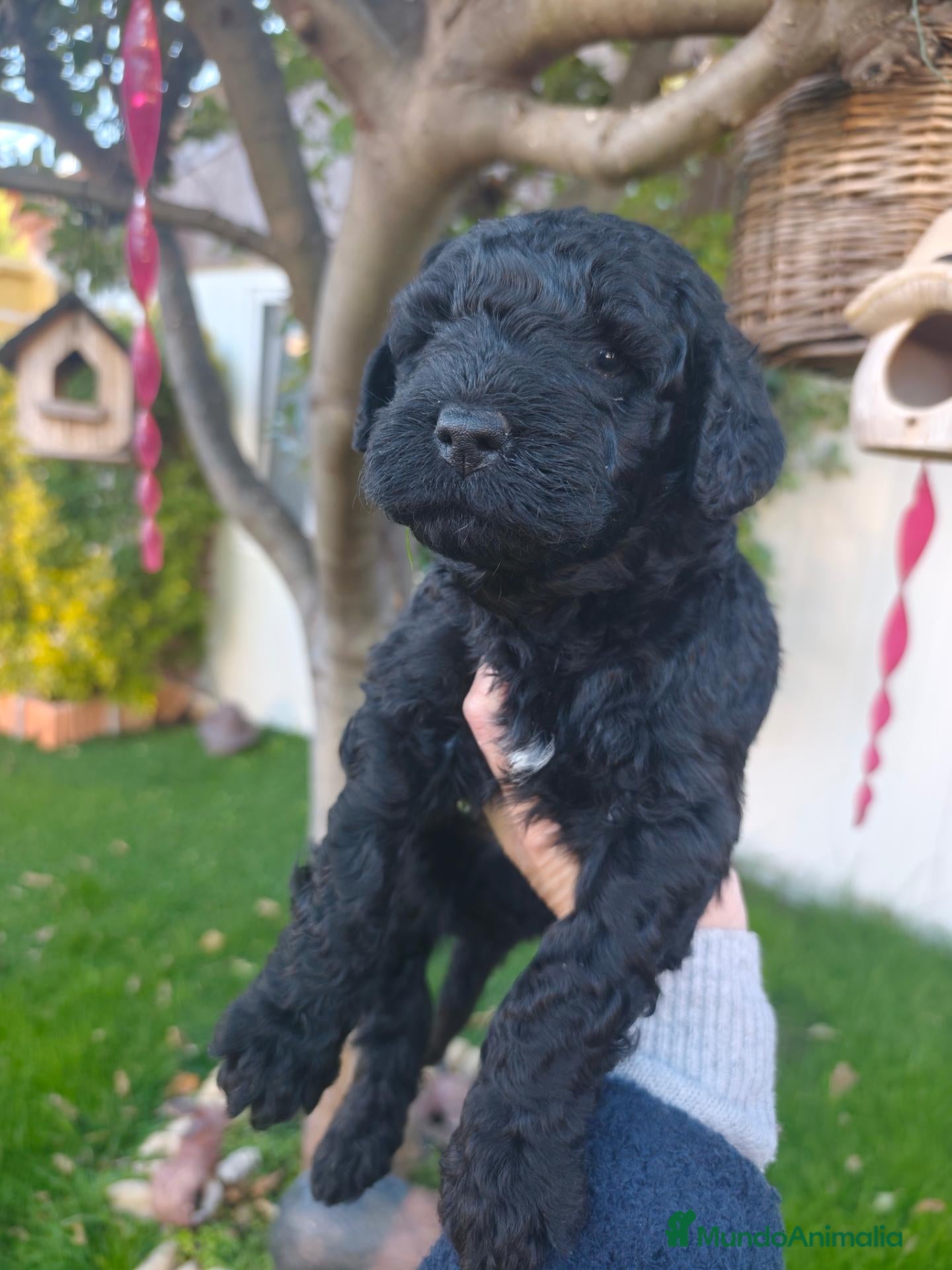 Perro de Agua Español perros en venta: Cachorros perro de agua 🇪🇸 - Anuncio 1