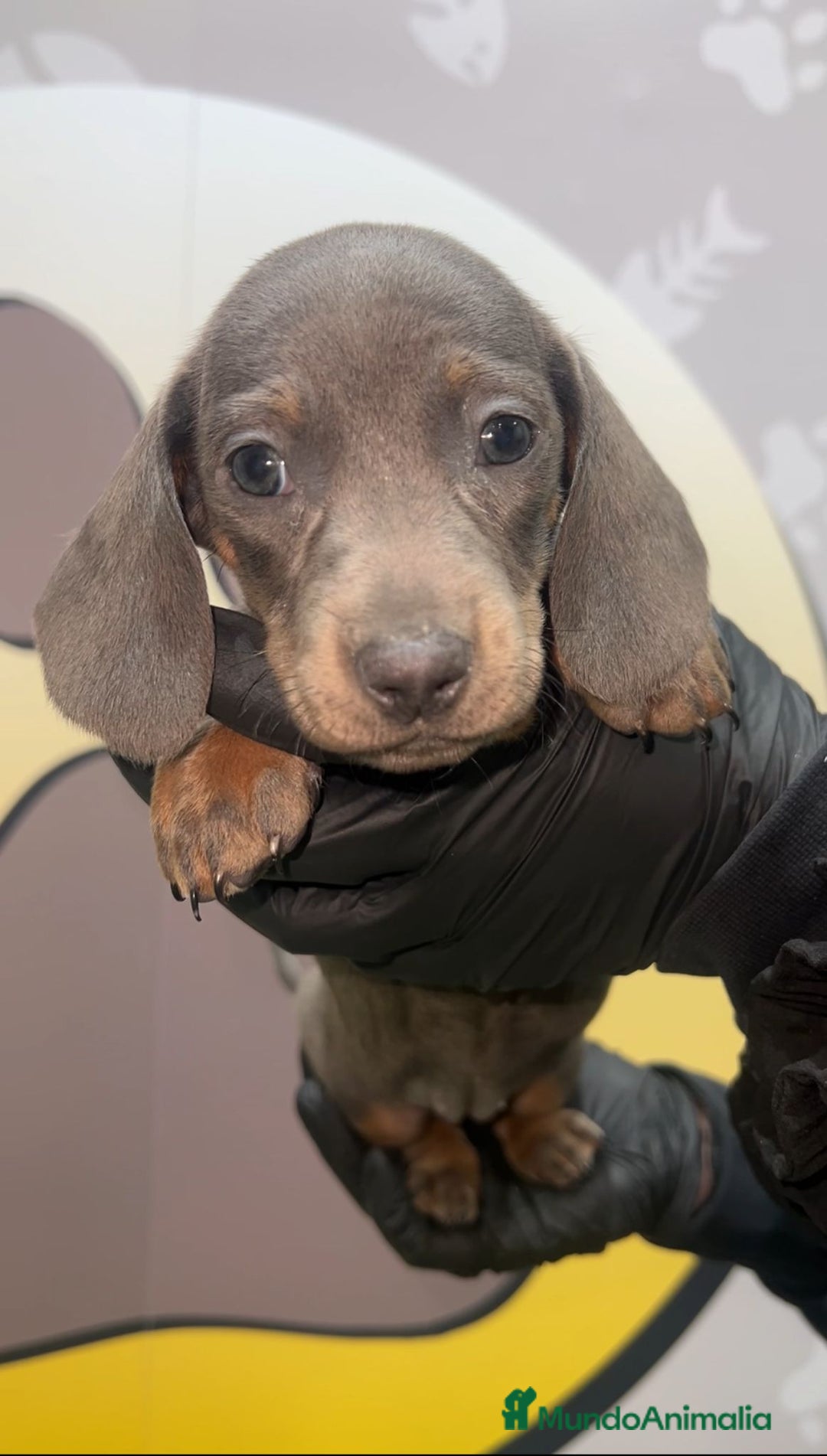 Teckel perros en venta: BEBE PRECIOSO TECKEL 😊 - Anuncio 1