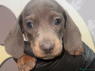 Teckel perros BEBE PRECIOSO TECKEL 😊 - Anuncio 7