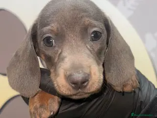 Teckel perros BEBE PRECIOSO TECKEL 😊 - Anuncio 17