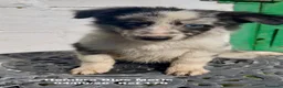 Border Collie perros en venta: Border Collie De Villa Biznaga - Anuncio 37