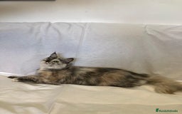 Maine Coon gatos en venta: Maine Coon Hembras - Imagen 4
