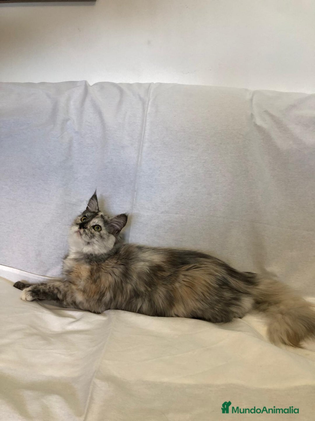 Maine Coon gatos en venta: Maine Coon Hembras - Imagen 4