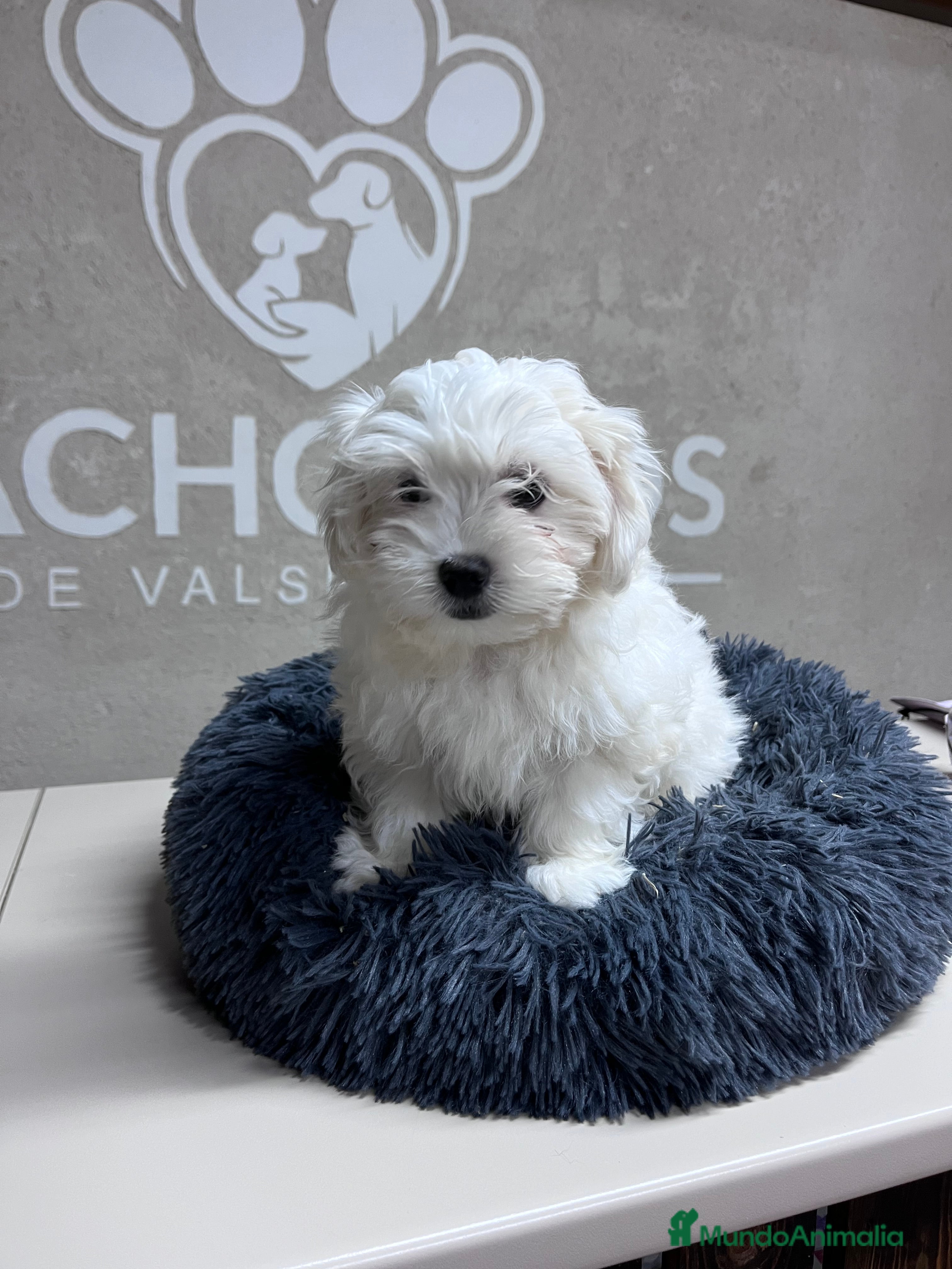 Bichón Maltés perros Última hembra Bichón maltés  - Anuncio 3