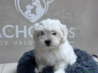 Bichón Maltés perros Última hembra Bichón maltés - Anuncio 3