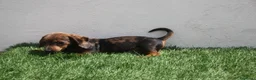 Teckel Miniatura perros en venta: Teckel Miniatura  - Anuncio 23