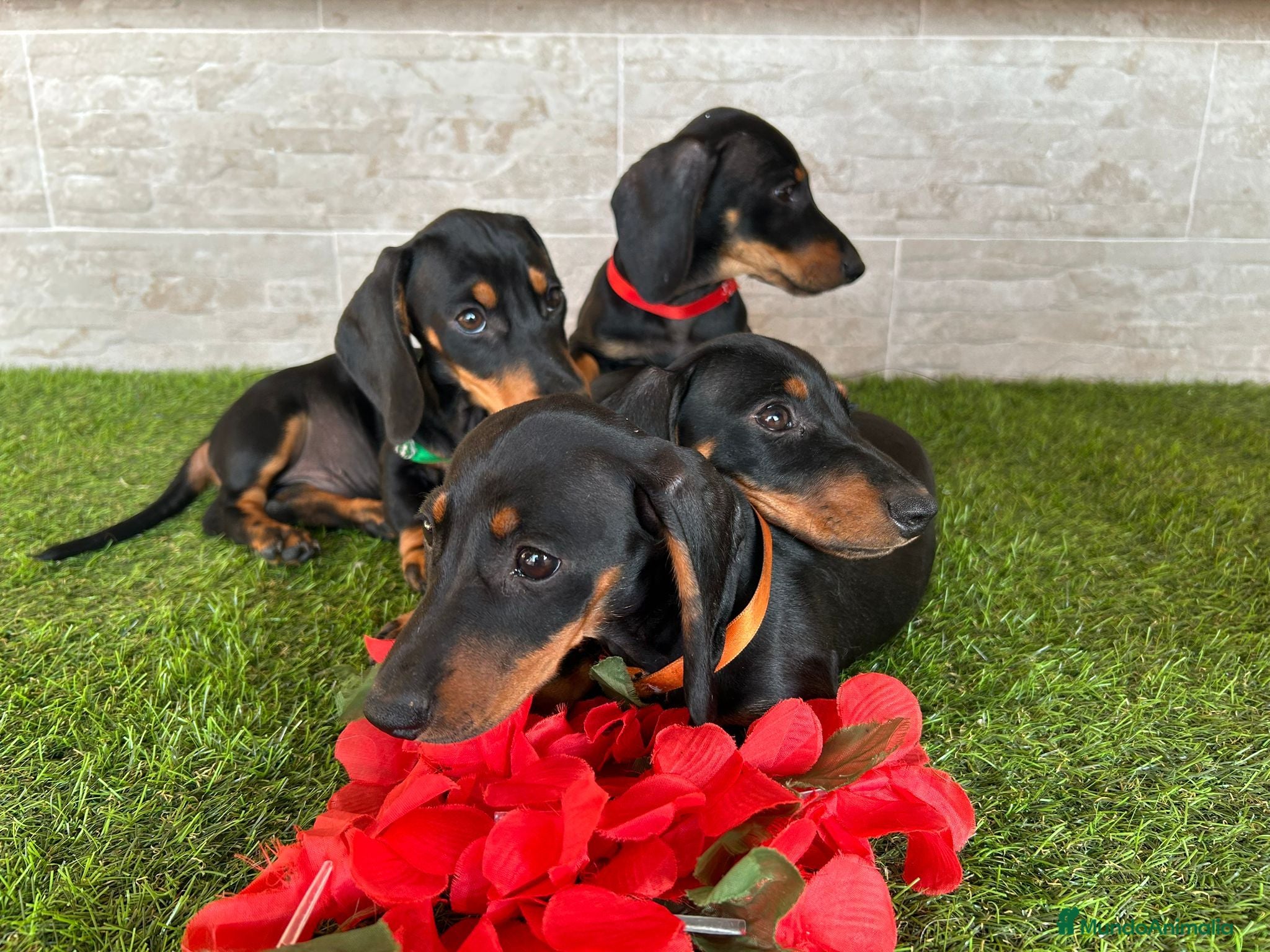 Teckel perros PRECIOSOS TECKEL NEGRO FUEGO  - Anuncio 1