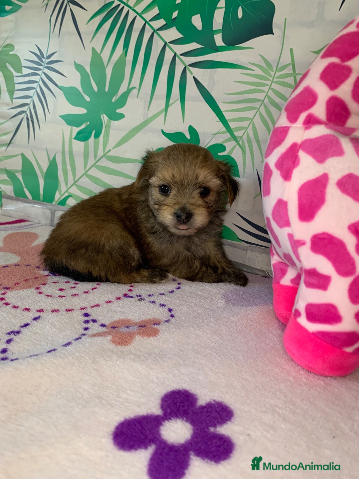 Morkie perros Cachorros Morkie - Anuncio 2