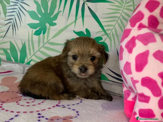 Morkie perros en venta: Cachorros Morkie - Anuncio 2