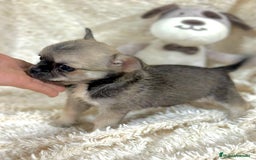 Chihuahua perros en venta: Chihuahua Toy  - Imagen 3