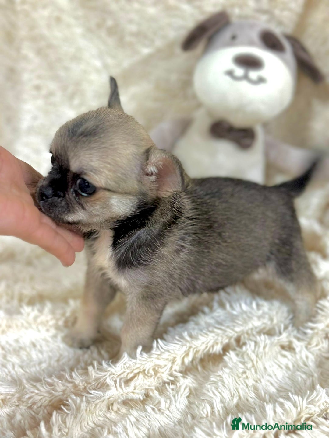 Chihuahua perros en venta: Chihuahua Toy  - Imagen 3