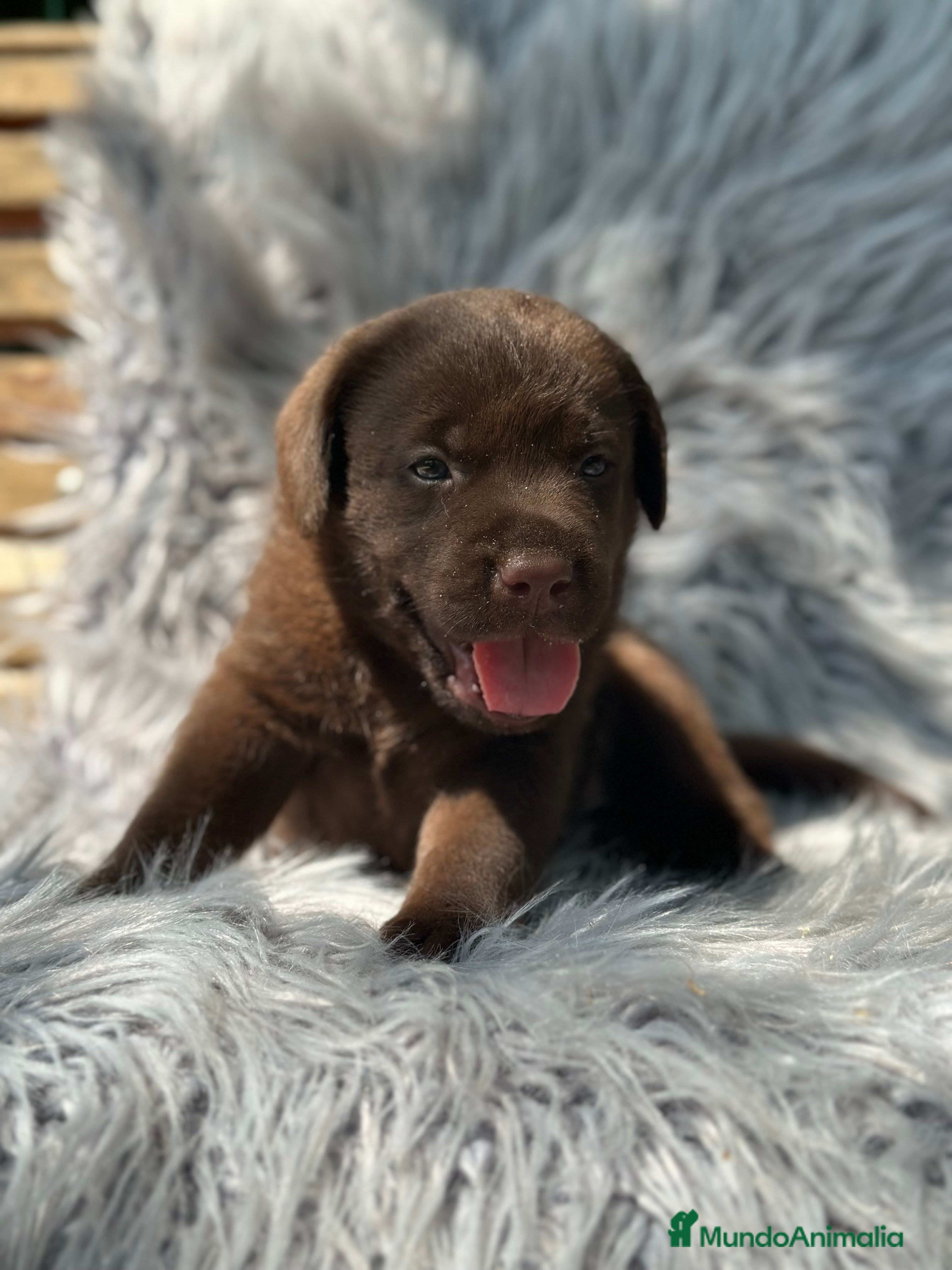 Labrador Retriever perros LABRADOR RETRIEVER CHOCOLATE - Anuncio 36