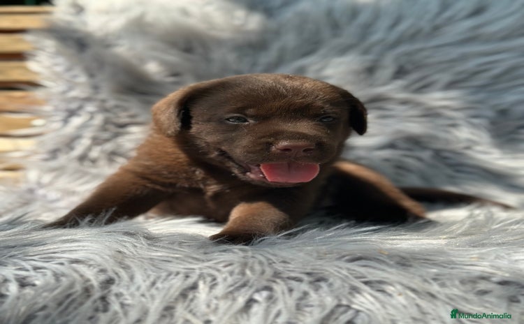 Labrador Retriever perros - Anuncio 1