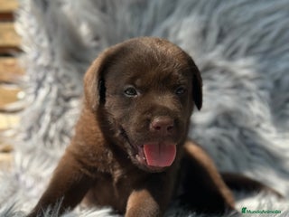 Labrador Retriever perros - Anuncio 23