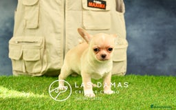 Chihuahua perros en venta: 🐾 Chihuahua autenticos con padres a la vista 🐾  en Rubena - Imagen 3