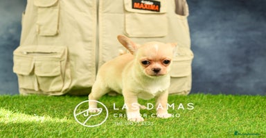 Chihuahua perros en Rubena - Propaganda 13