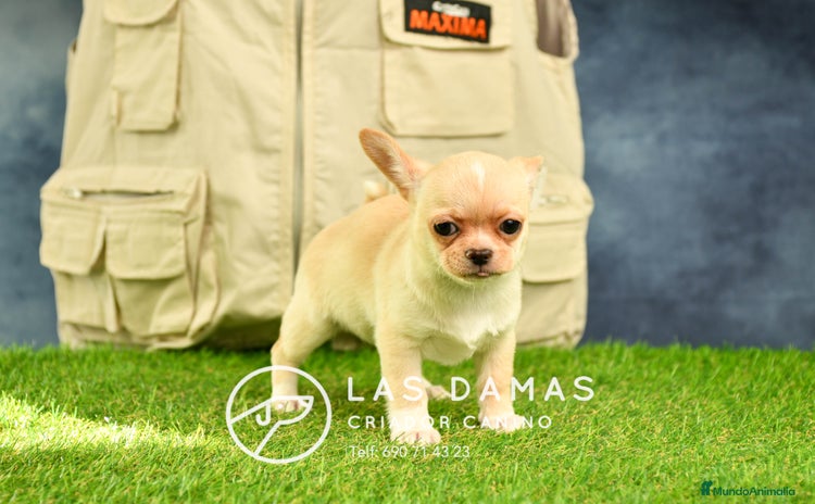 Chihuahua perros en Rubena - Anuncio 1