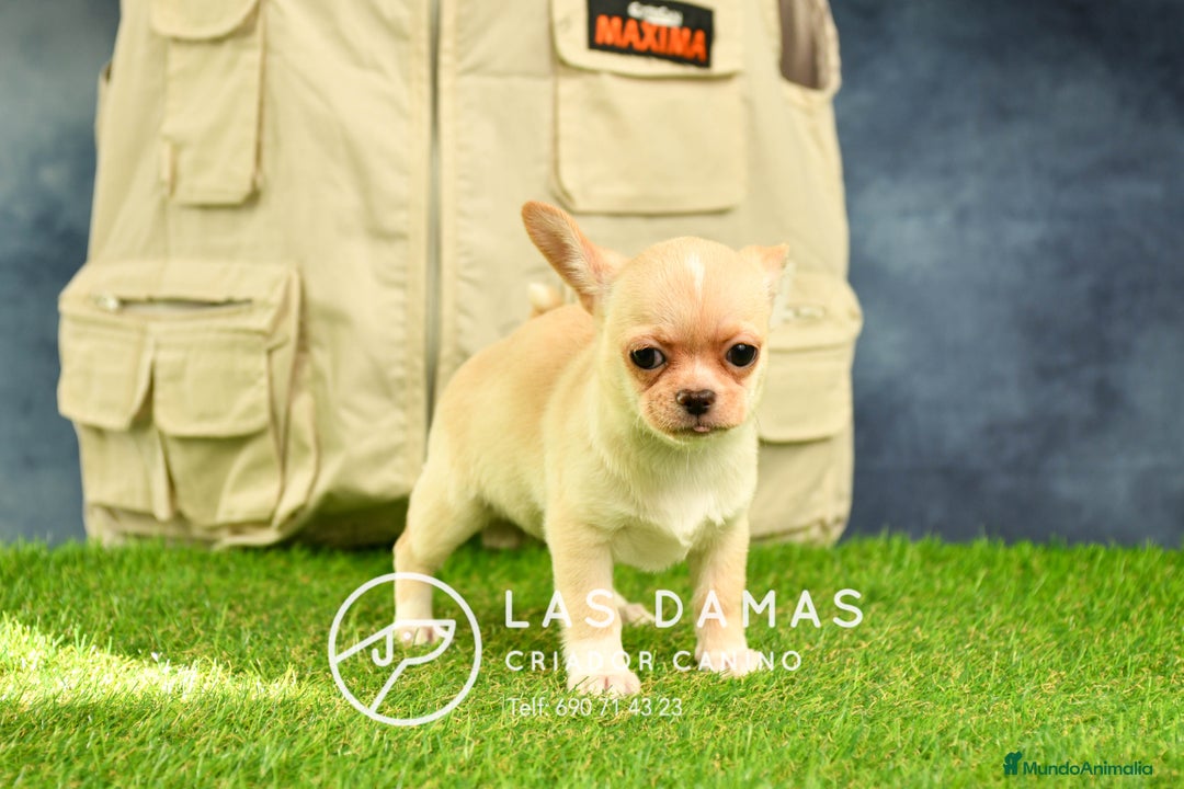 Chihuahua perros en venta: 🐾 Chihuahua autenticos con padres a la vista 🐾  en Rubena - Imagen 3