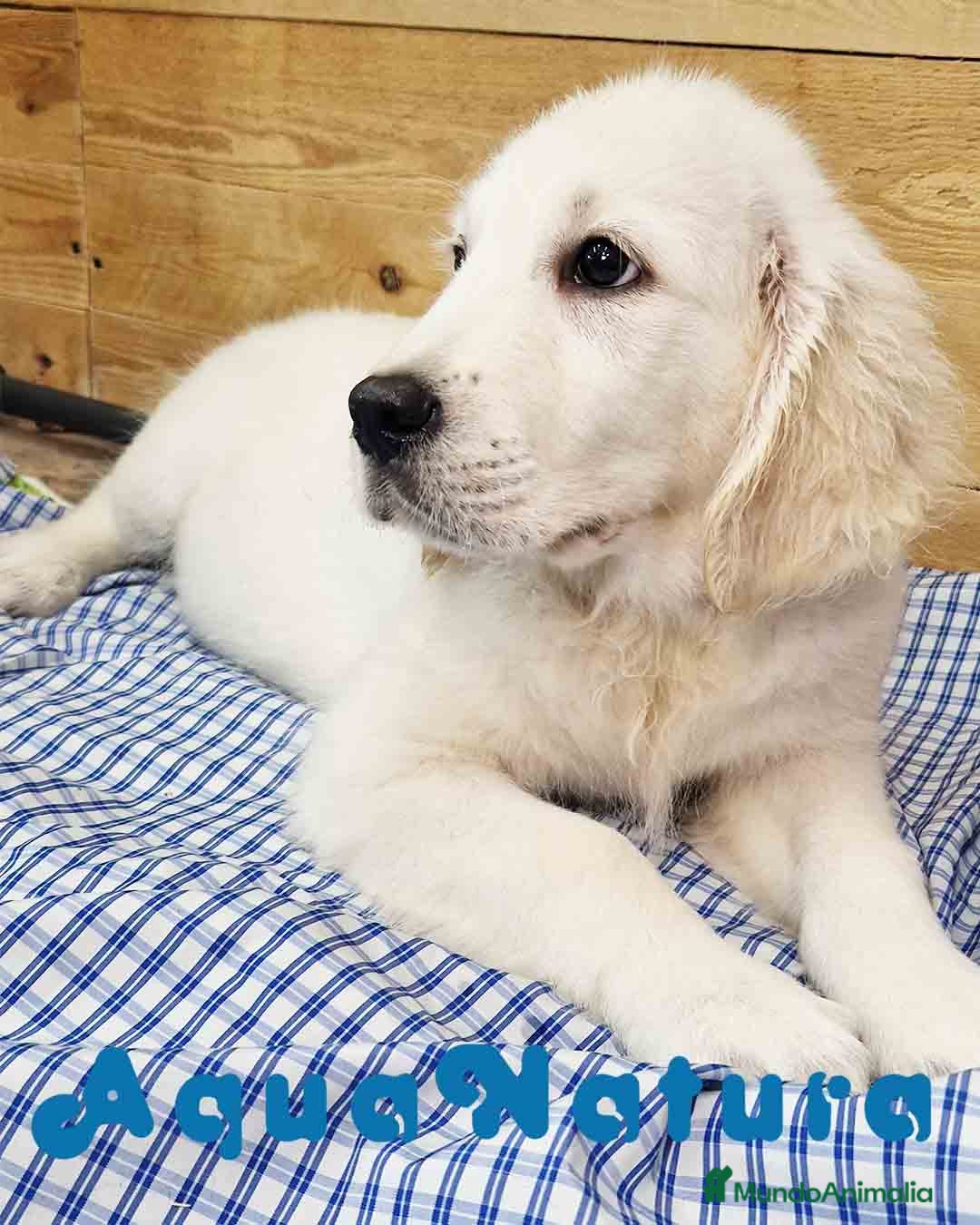 Golden Retriever perros Golden Retriever Macho 1440 - AQUANATURA en Barcelona - Anuncio 15