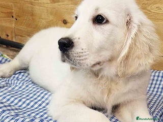 Golden Retriever perros en Barcelona - Anuncio 3